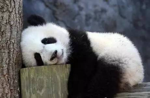 海底撈跨界跨到動(dòng)物界了嗎？愛(ài)心認(rèn)養(yǎng)大熊貓