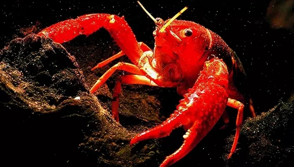 小龍蝦vs火鍋，誰才是餐飲界扛把子？
